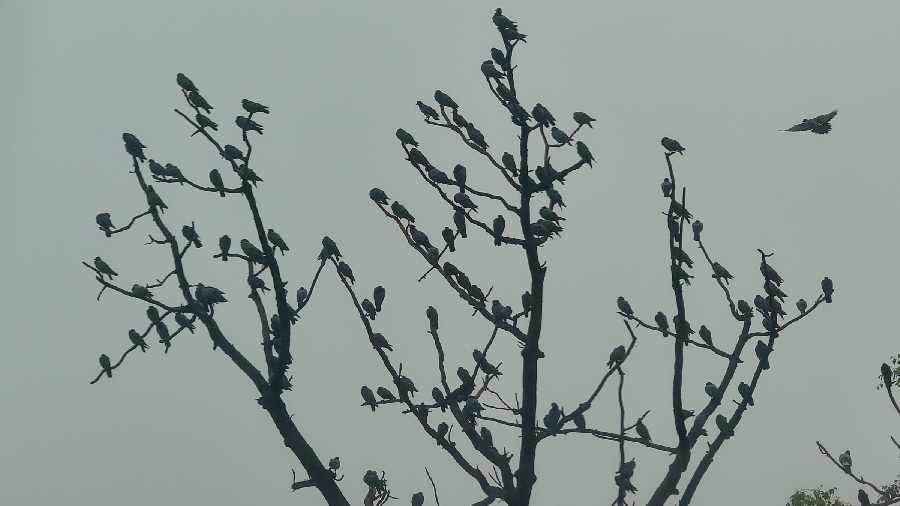 Pigeons perch a tree amid rains in the capital city