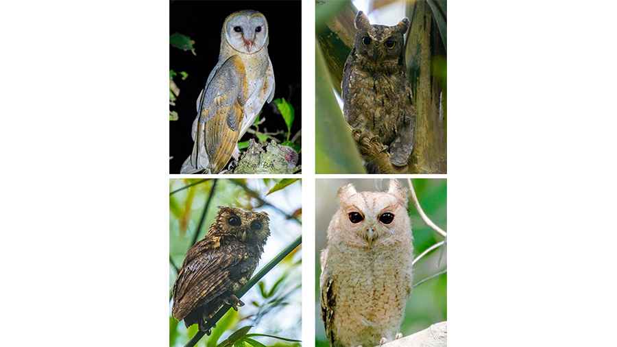 Owl-spotting in Kolkata and its nearby areas