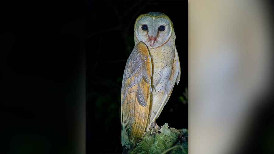 Barn Owl or Lokkhi Pyacha