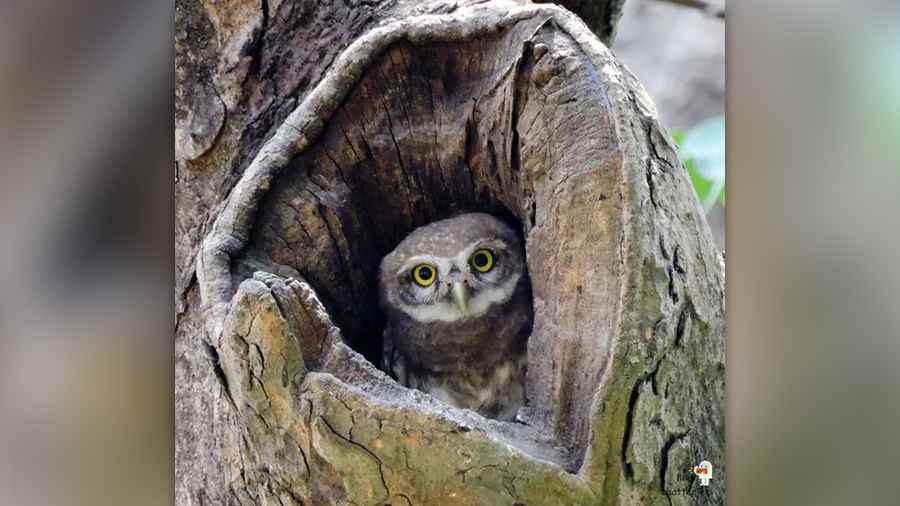 Spotted Owlet or Kuthure Pyacha