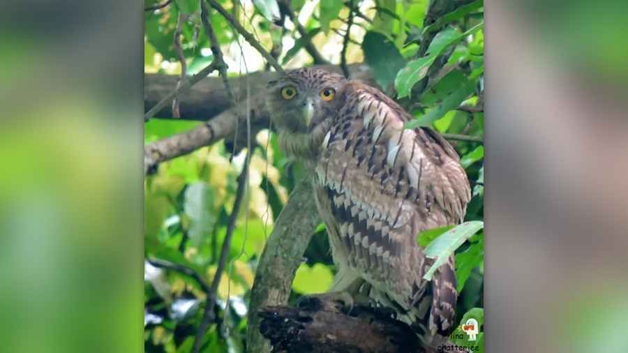 Brown Fish Owl or Hutum Pyacha