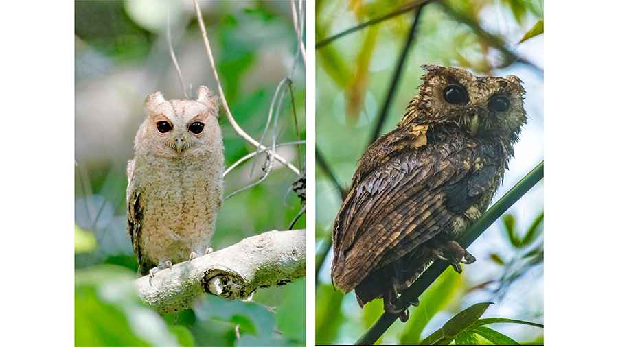 Juvenile Scops Owl (left) and Adult Collared Scops (right)