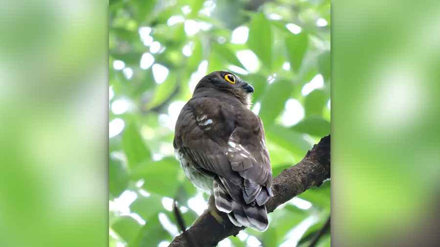 Brown Hawk Owl or Kal Pyacha