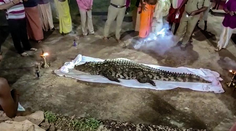  Carcass of the dead crocodile Babia, claimed to be vegetarian, that inhabited the lake at the Sri Ananthapadmanabha Swamy temple, being kept for public homage, in Kasaragod. 