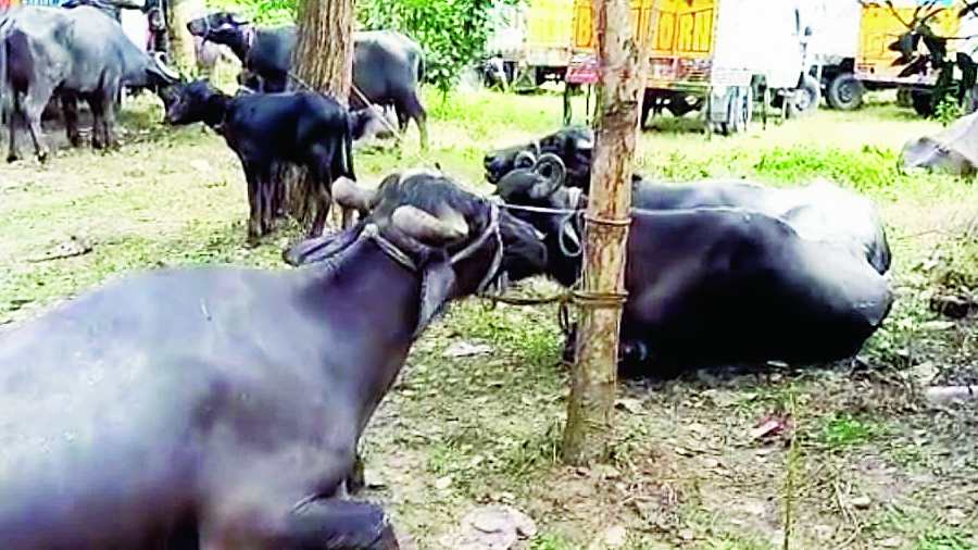 Cows seized by Trinamul Congress workers  near Hura in Purulia district.