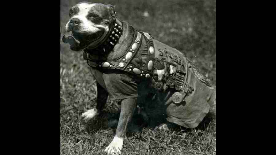 Stubby, one of the most famous war dogs, served in World World I with the 102nd Infantry. He was the only dog who was given the rank of a sergeant. He saved his troops from gas attacks and successfully caught a German spy. 