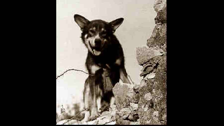 The military dog of World War II, Chips served in General Patton’s Seventh Army in Germany, Italy, Sicily, France, and North Africa. In Sicily, the brave dog singlehandedly captured four Italian soliders