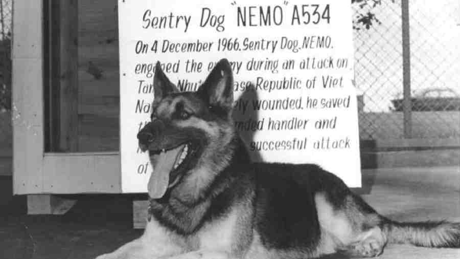 German Shepherd, Nemo A534 was part of the Vietnam War alongside the Air Force. The loyal dog took a bullet for his handler, Airman Robert Throneburg. 
