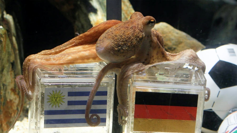 Paul, the octopus, got every single one of its predictions correct during the 2010 World Cup