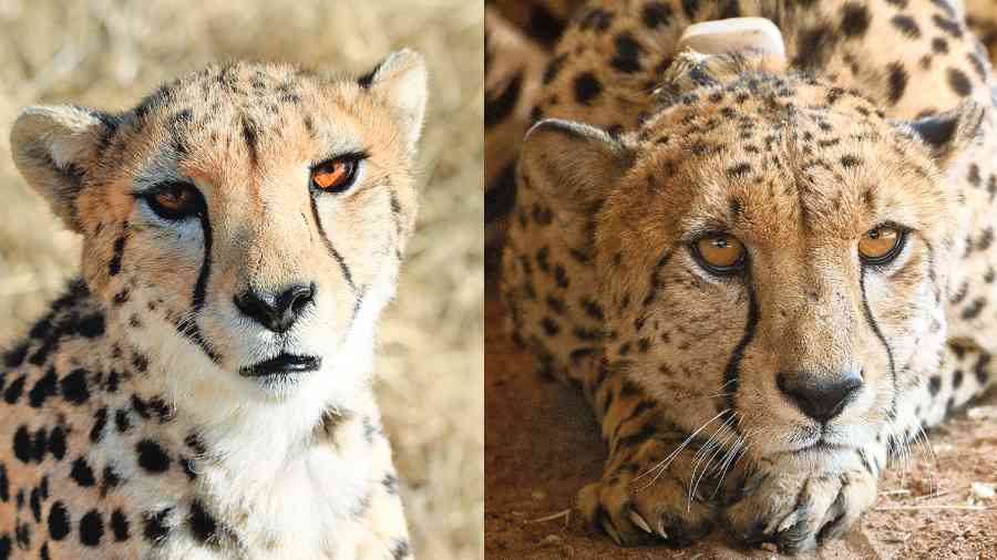 cheetah - Not enough space for cheetahs, say wildlife scientists ...