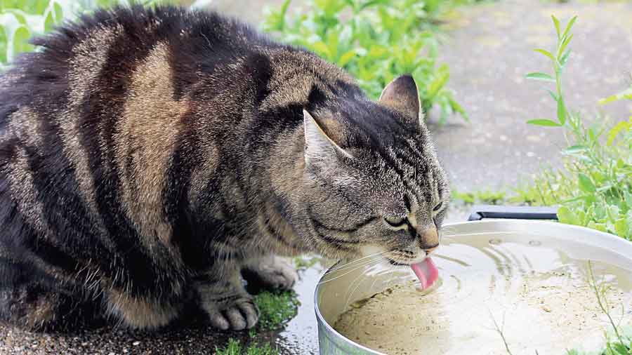 A cat slurps water. If they are nervous, they might refuse water. 