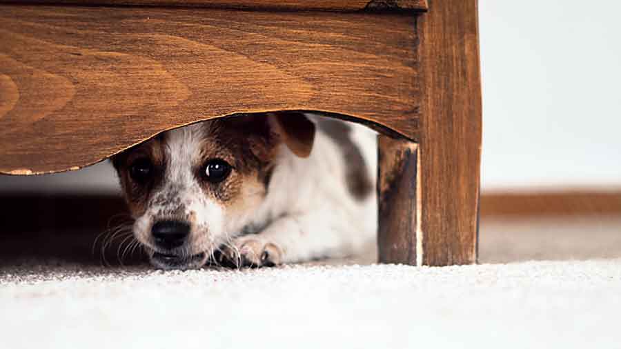 A puppy hides under the bed scared by noise. 