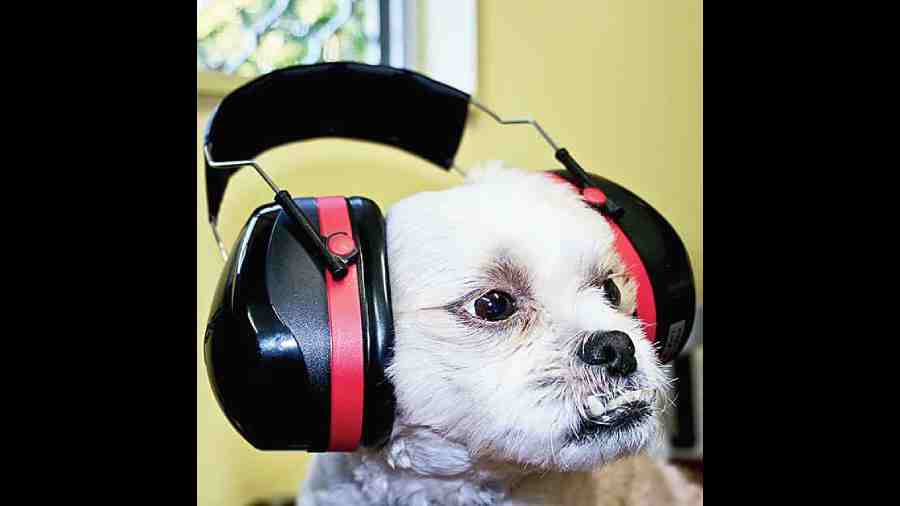 Ear muffs on a pet