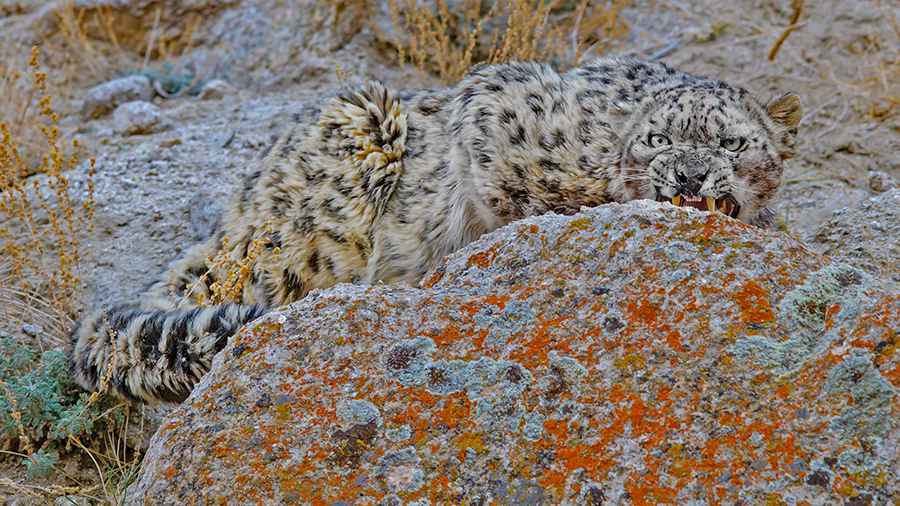 The elusive snow leopard that granted Dhritiman a glimpse