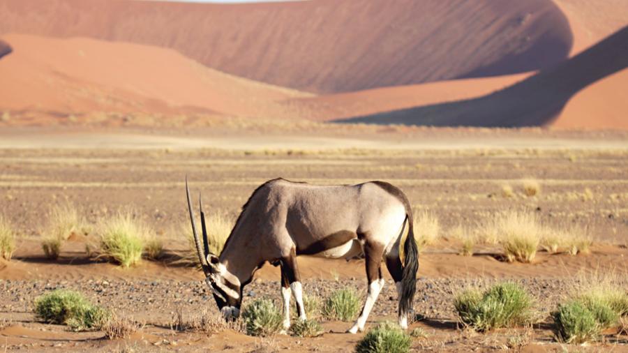 An oryx in the desert