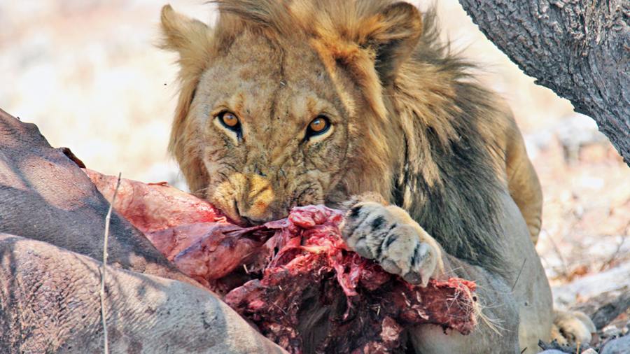 A lion devouring its kill at Etosha National Park