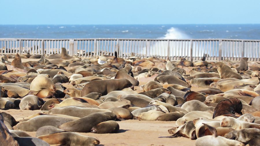 Cape Cross seal colony