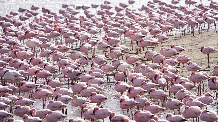 Flamingoes by the hundreds