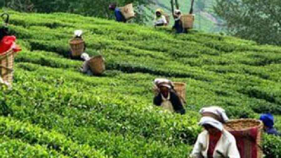 assam tea business plan