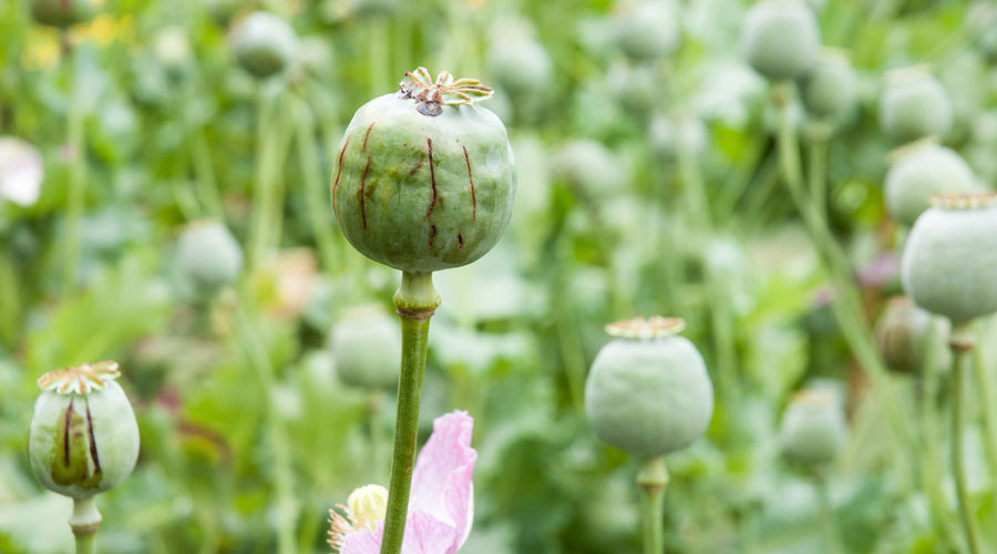 Poppy plants are used to produce opium, from which drugs such as heroin and morphine are produced.