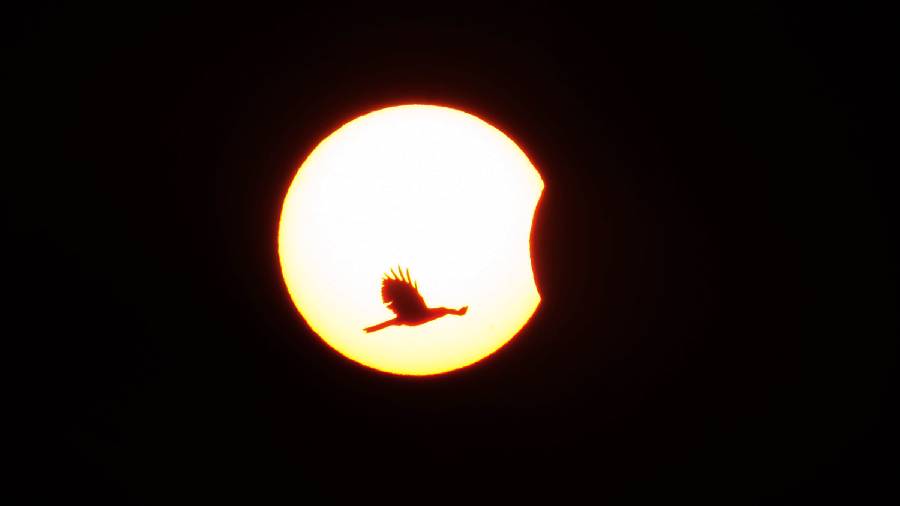 A silhouette of a bird in the backdrop of moon covering the sun during the partial solar eclipse in Patna