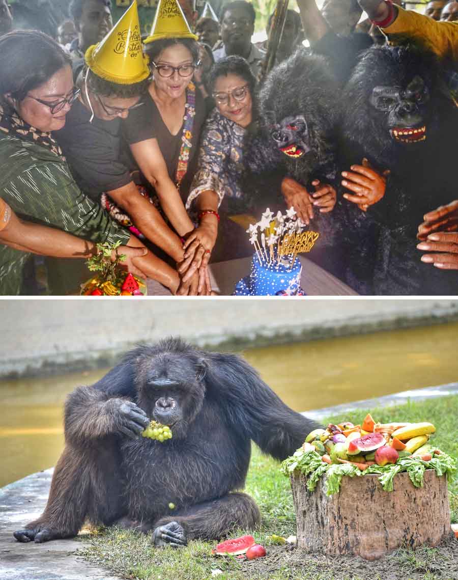 Alipore Zoological Garden authorities celebrated the 34th birthday of one of the most popular inmates, Babu -- the chimpanzee, on Wednesday. Babu was served with his favourite fruits inside his enclosure. Compere and actor Mir and actresses Sohini Sengupta and Swastika Mukherjee took part in the cake-cutting ceremony. A signature board was installed in front of the enclosure for visitors to write short messages wishing Babu 'happy birthday'