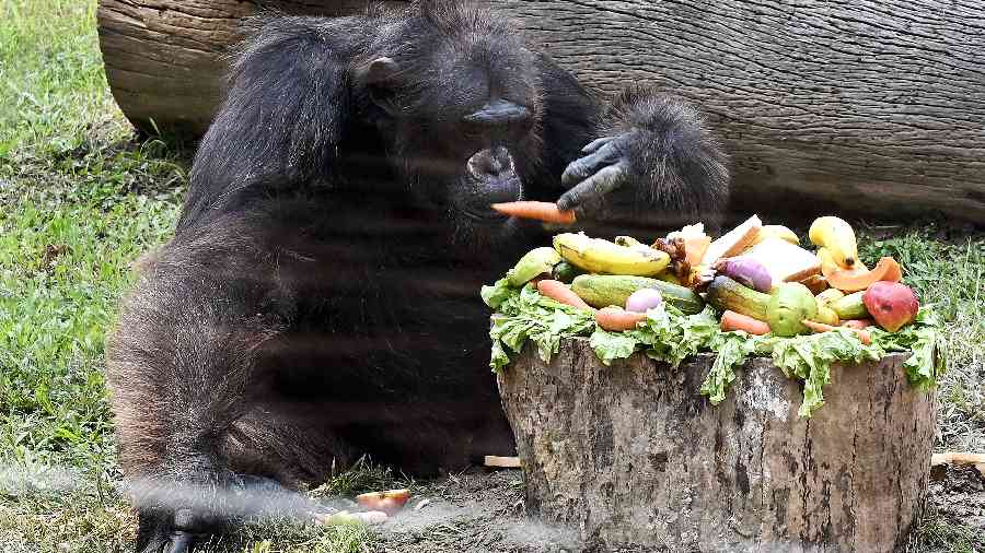 Babu, the chimpanzee, at the Alipore zoo on Wednesday. 