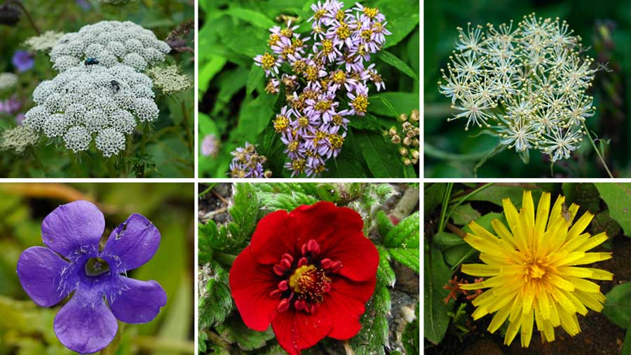 Flowers of the Valley (L to R)  Row 1:  'Selinum wallichianum', 'Aster albescens', 'Heracleum candicans'; Row 2:  'Cyananthus lobatus', 'Potentilla atrosanguinea', 'Taraxacum officinale'