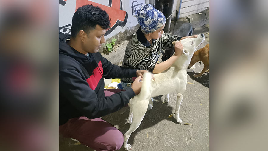 Bijoy Majumder treats injured dogs