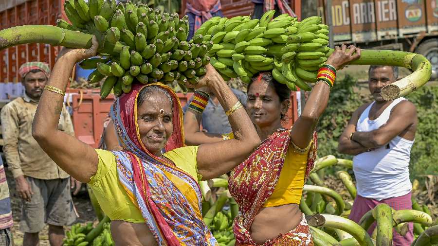 Devotees take bananas home for the 'Chhath Puja' festival, in Nadia, Friday