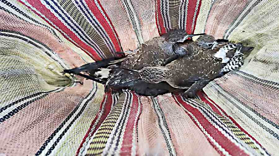 The birds rescued in a wetland in Kalindi, Murshidabad, in a bag on Friday