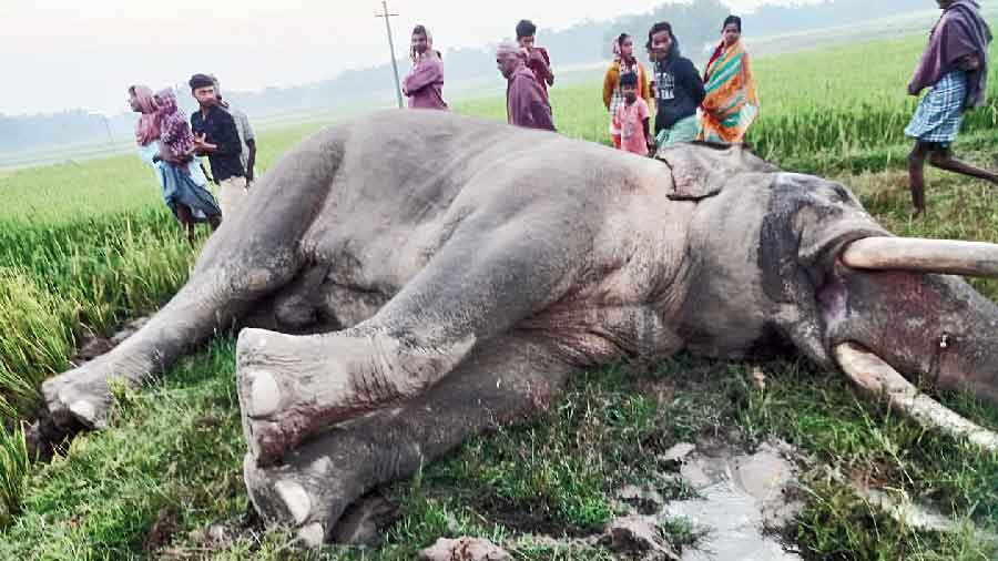 Death | Adult tusker found dead, autopsy report awaited - Telegraph India