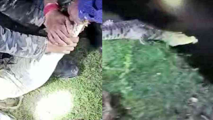 Marsh crocodile captured in Nadia, released in Murshidabad