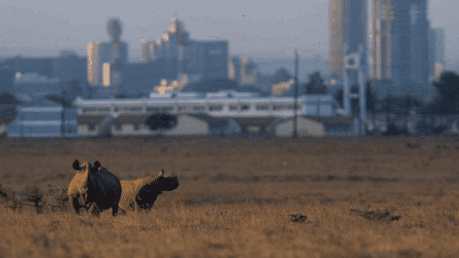 The Nairobi National Park in the fringe of the city is known for its population of endangered black rhino