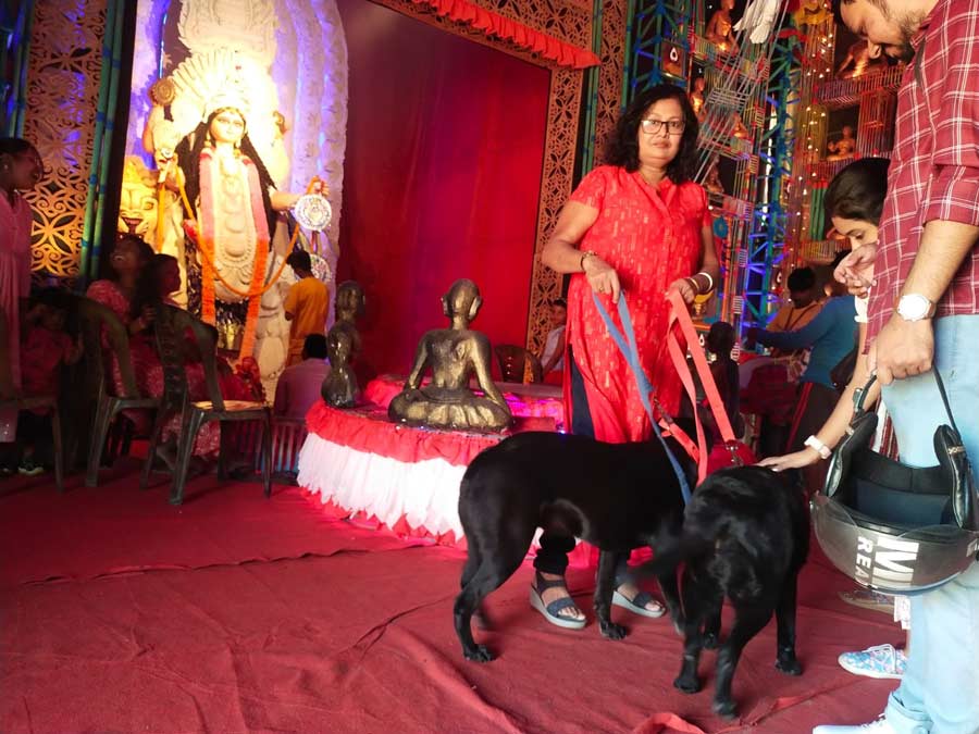 Accompanied by his wife, Income-Tax officer, Mridul Sinha, drove in from Baidyabati with two black Labradors, Pantua and Laddoo. “I am so thrilled and hail the efforts of the organisers for having planned such a wonderful initiative,” he said. Meanwhile, Pantua and Laddoo met Mithai (German Shepherd) and Chini (Spitz) at the pandal