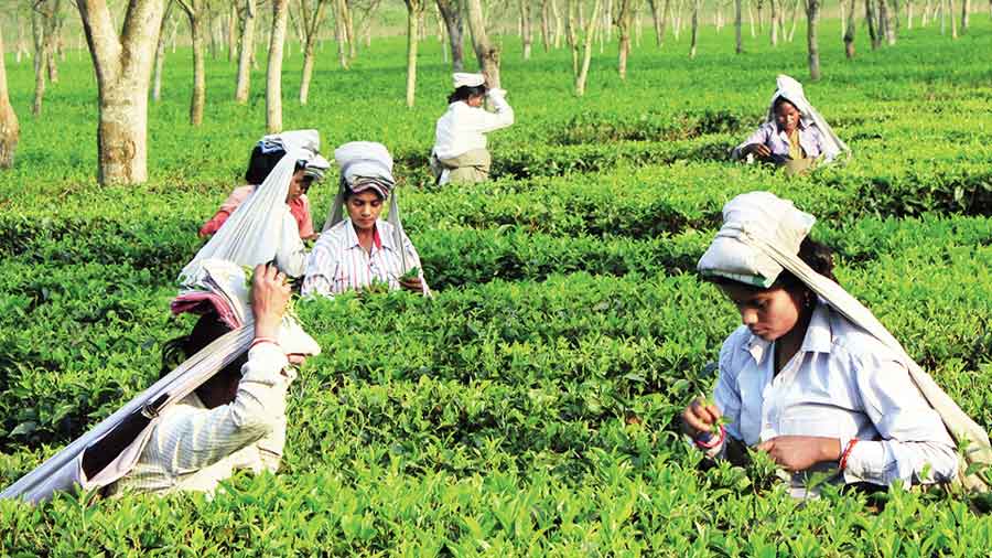 DOTEPL has 10 gardens, employs 7,000 workers 