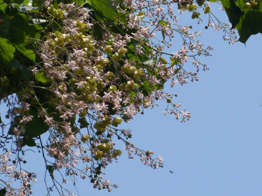 This blossoming Kleinhovia hospita tree in the Victoria Memorial garden is an evergreen, tropical tree native to Indonesia, Malaysia and other parts of south Asia. Victoria Memorial authorities uploaded this photograph on Facebook on Thursday.