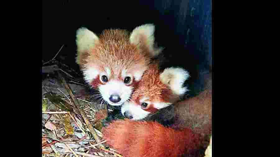 Mother Sunita with her newborn, which is one of the six red panda cubs at the Darjeeling zoo