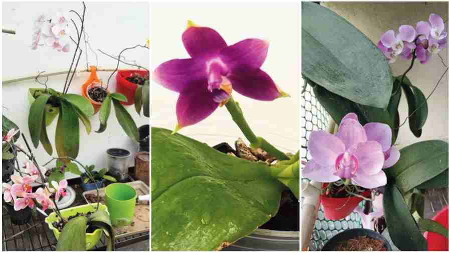 Different varieties of Butterfly Orchids