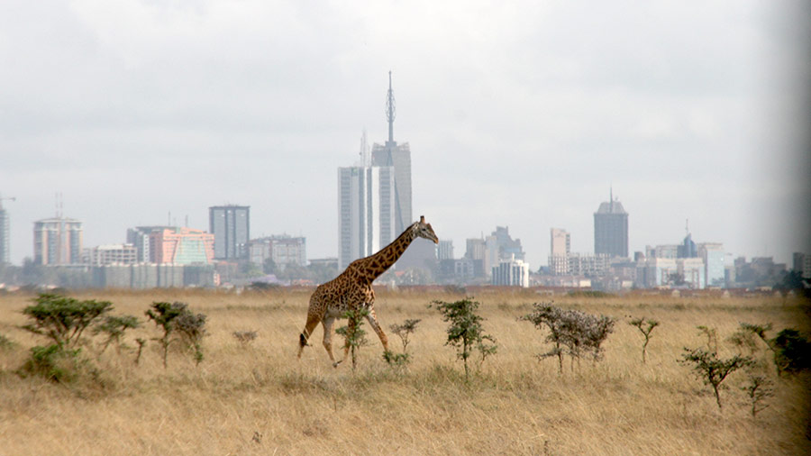 Kenya’s Nairobi National Park — a dream location for wildlife lovers — is one of its kind. It is the world’s only national park located in the middle of a city. It is not always that one gets to enjoy wildlife sightings and natural terrain juxtaposed against a backdrop of the city skyline, which makes for quite a surreal experience
