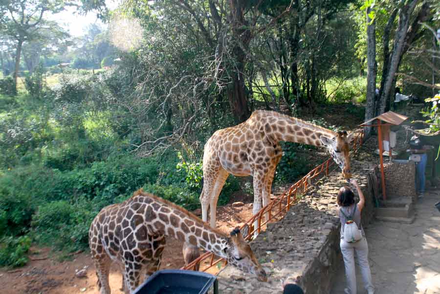 When you visit, don’t miss out on the Giraffe Centre, located in Lang’ata. Tourists have a fun time feeding these long-necked giants, whose bizarre blue-black tongue might give one quite the tickle. Take as many photos as your heart desires for your travel journal