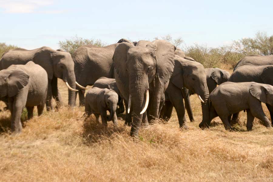 A herd of tuskers make their way across the grasslands of the reserve. Well-known for travelling in large groups, the calves follow their mothers around, much like in Disney’s ‘Dumbo’!