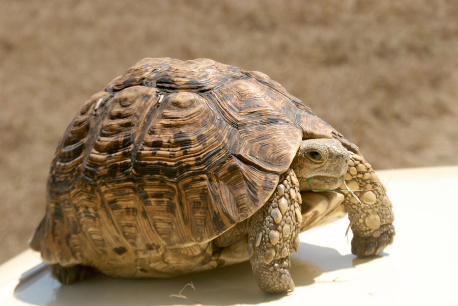 One of the rarer animals that visitors can get a peek at is the spotted tortoise, which gets its name from the unique round spots on its shell. If you catch a glimpse of one, consider your trip to the Maasai Mara quite a success