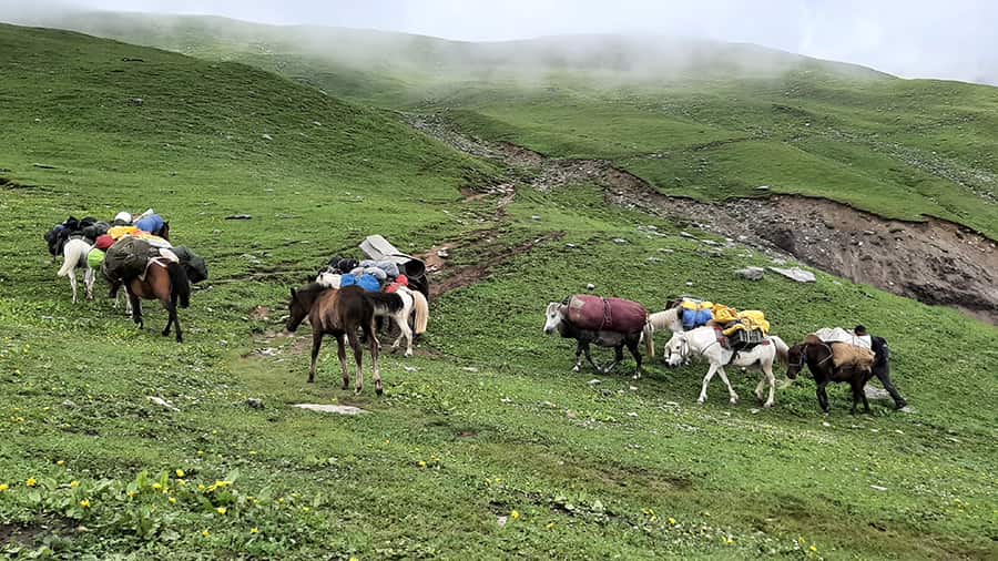 Some of our four-legged companions carry camping equipment and provisions to the second campsite at Rola Kholi. We were in awe of their strength and endurance