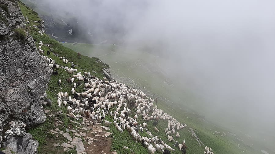 An interesting traffic jam at 12,000ft and a lot of bleating. Maybe they were trying to sing “The Lord is my Shepherd, he leadeth me to pastures green”!