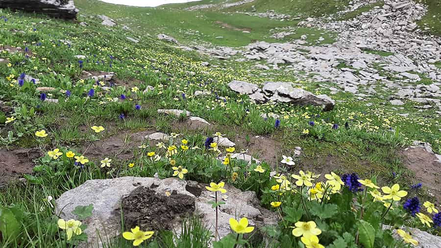 The meadows turn to a mini valley of flowers on Day 3. It was a treat to watch the flowers sway and dance in the cool Himalayan breeze. On the way, we passed crystal-clear springs where we filled our cups and drank life to the lees