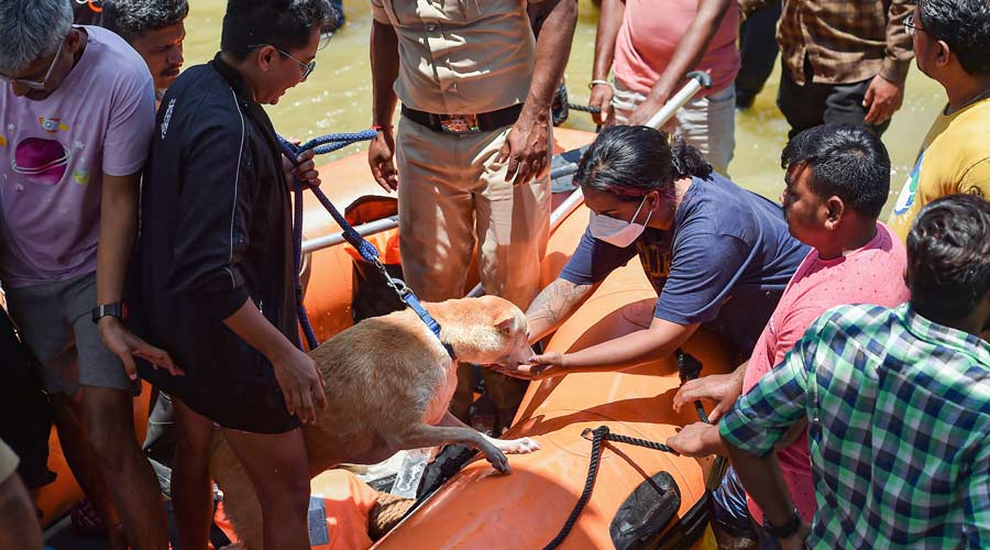 Residents sits in a boat along with a pet as fire fighters evacuate people from flooded Rainbow Drive Layout locality after heavy monsoon rains at Sarjapur.