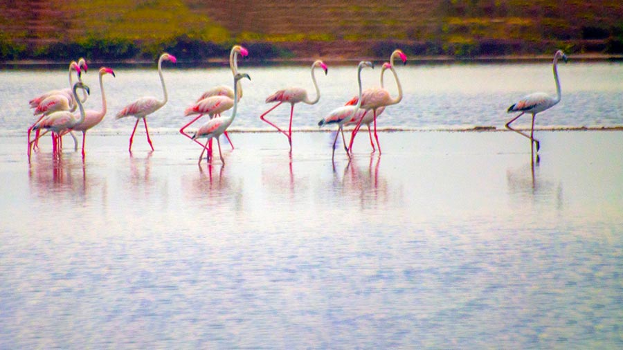 A flamboyance of flamingos stands in the shallow waters of a salt flat in Tuticorin