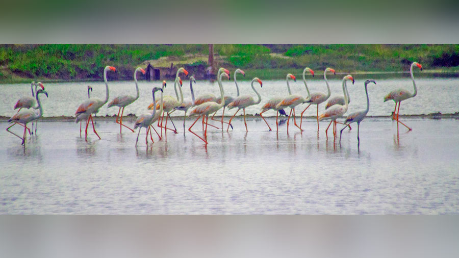 Often photographed standing on one leg, these flamingos find a second home in Tuticorin every year