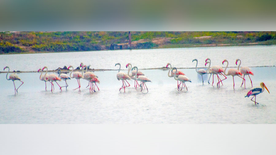 A lone painted stork with a flock of flamingos in Tuticorin